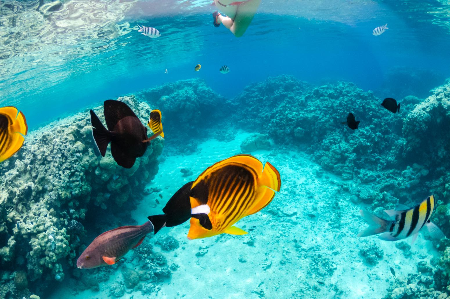 snorkel Punta Cana